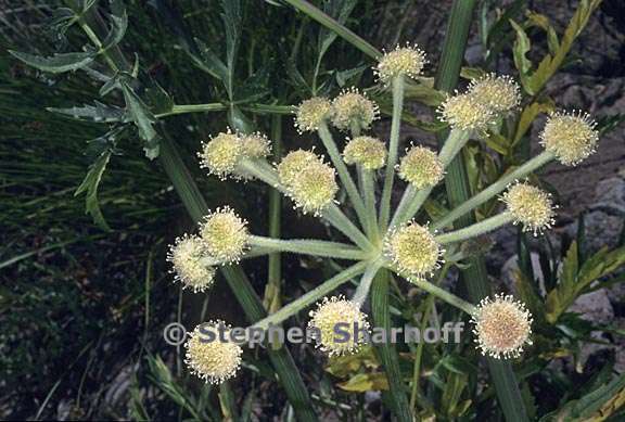 Angelica capitellata 6 graphic